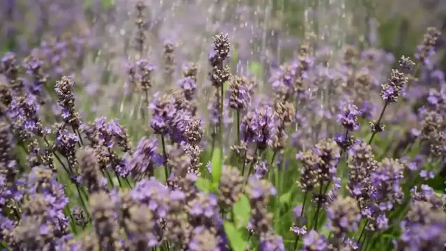 Video thumbnail for How to Care for Peonies