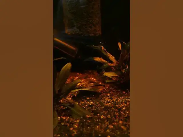 Video thumbnail for Otocinclus catfish doing what Otocinclus catfish do #otocats #apistotank #shorts