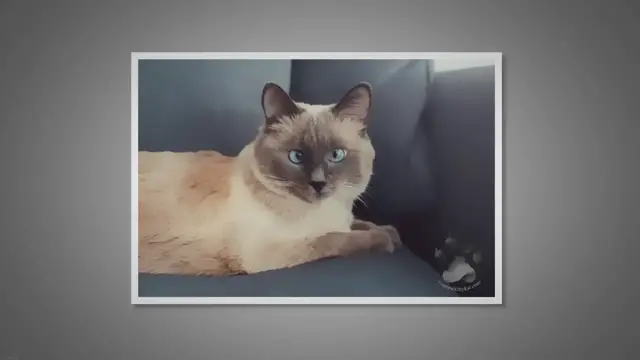 Video thumbnail for Do Siamese Cats Have Slanted Eyes?