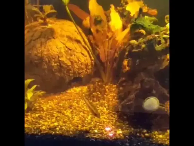 Video thumbnail for Apistos just don't care - Apistos vs Laser #shorts