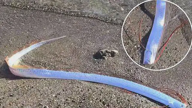 Video thumbnail for Rare Oarfish, the Deep-Sea 'Doomsday Fish,' Washes Ashore on Canary Islands Coast