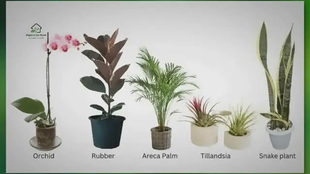 Video thumbnail for 10 Must-have Humidity-increasing Plants for Your Home