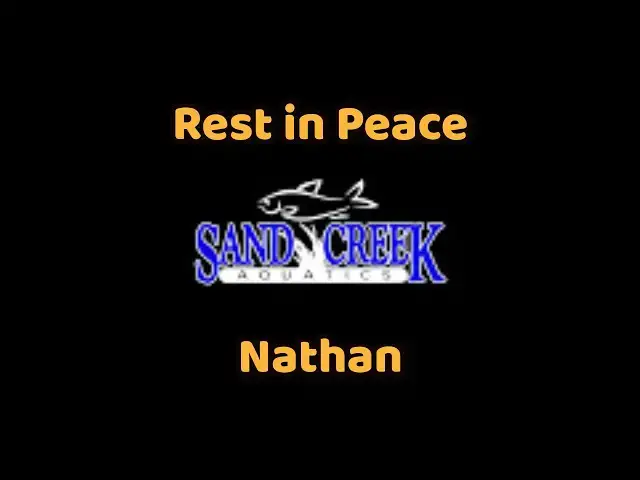 Video thumbnail for Sandcreek Aquatics Tribute - Shellies in 4k