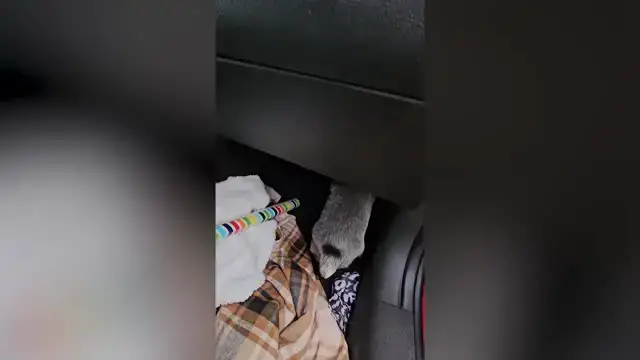 Video thumbnail for Farmer Surprised With New 'Healer' Puppy After Losing Beloved Dog | Happily TV