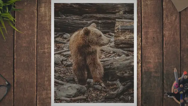 Video thumbnail for Kodiak Brown Bear vs Polar Bear: A Comparative Analysis