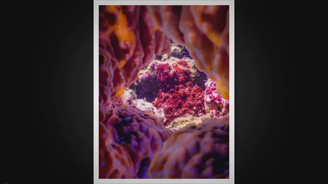 Video thumbnail for Different Kinds Of Octopuses: A Dive into their Diverse Species