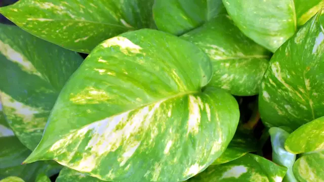 Video thumbnail for How To Make Pothos Grow Faster