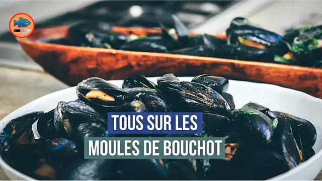 Video thumbnail for Tous sur les moules de bouchot (Reportage)