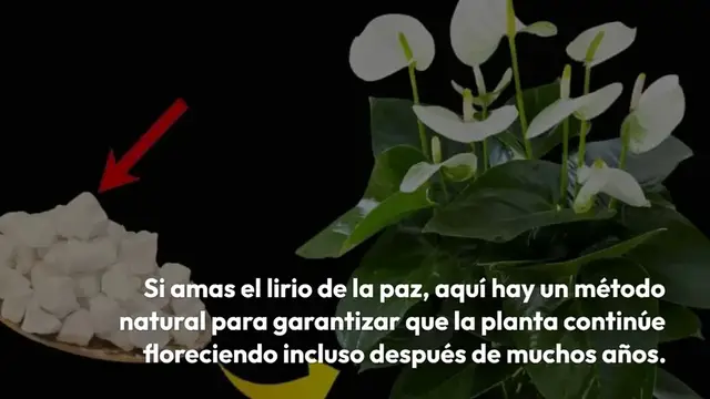 'Video thumbnail for Lirio de la paz, solo con este ingrediente florece hasta 10 años seguidos'