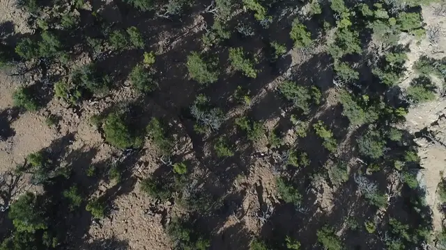 Video thumbnail for Best Soil for Junipers