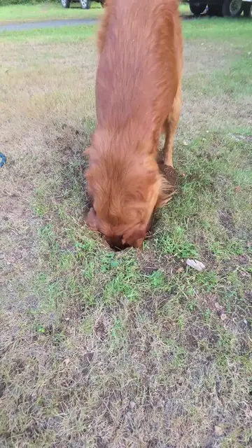 Video thumbnail for Golden Retriever Garden Helper Digging the Perfect Tree Hole