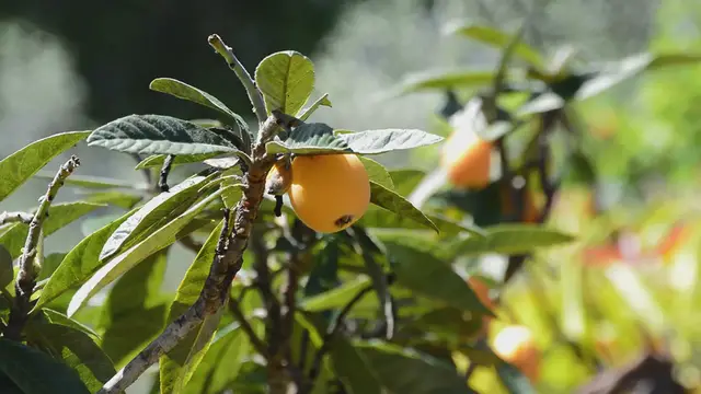 Video thumbnail for Fruit Trees that take long to grow