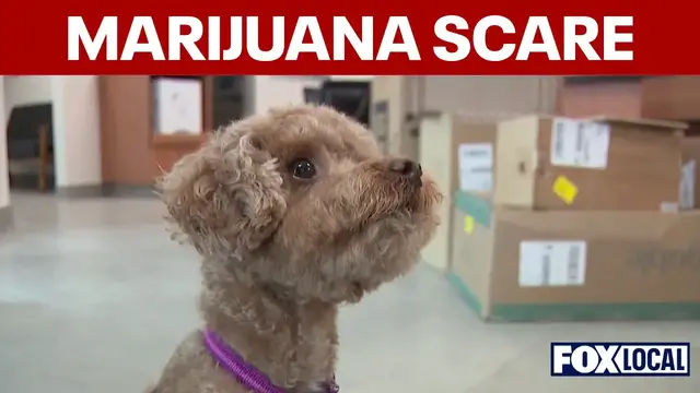 Video thumbnail for Dog gets marijuana toxicity from discarded joint on walk