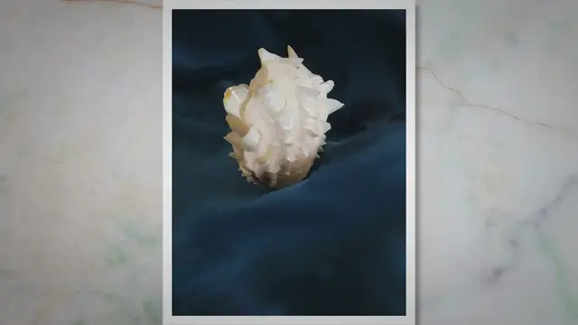 Video thumbnail for How Do Freshwater Mussels Reproduce? An Overview