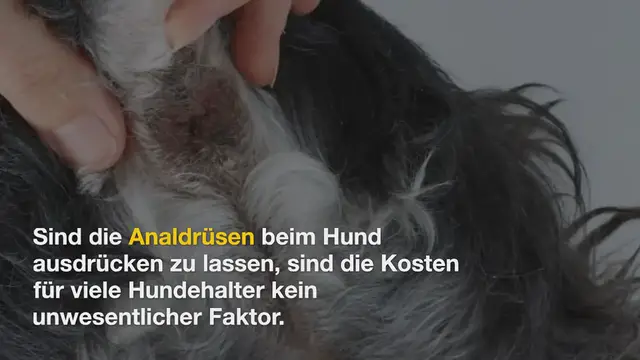 Video thumbnail for Analdrüsen Hund ausdrücken: Alle Kosten und Preise erklärt