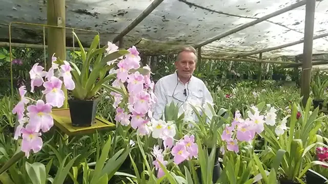 Video thumbnail for Cuidados básicos para orquídeas Miltoniopsis - Josefinas