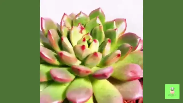 'Video thumbnail for When Succulent Need Water'