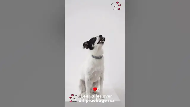 'Video thumbnail for Leer alles over je favoriete huisdieren'