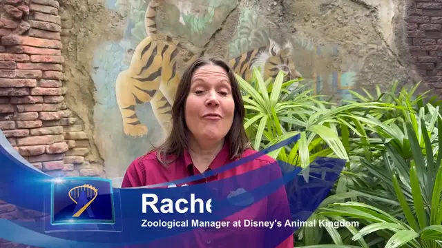 Video thumbnail for Baby Tiger Bakso's First Steps Into the Habitat at Disney's Animal Kingdom