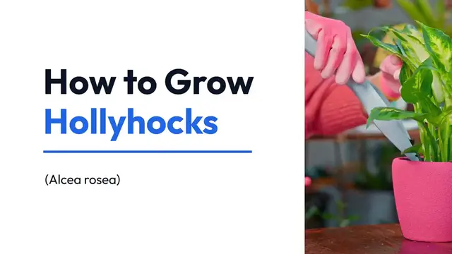 Video thumbnail for How to Grow Hollyhocks