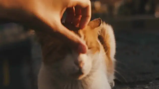 Video thumbnail for Why_do_cats_have_different_coat_patterns_and_colors