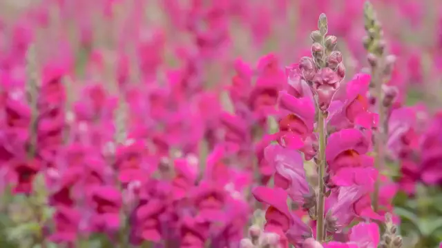 Video thumbnail for Tips for Planting Snapdragons