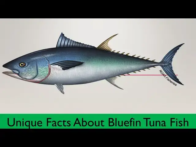 Video thumbnail for 20 Surprising Facts About Bluefin Tuna: The King of the Ocean | #uniquefishing