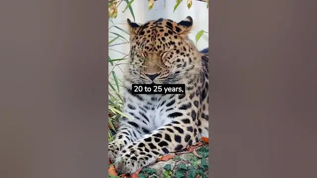Video thumbnail for What is the life span of leopard in captivity? #shorts  #copy #hashtags #keyword