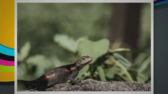 Video thumbnail for Why Do Iguanas Bob Their Heads? Decoding Iguana Head-bobbing