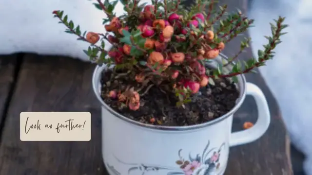 Video thumbnail for The Best Flower To Grow in Shade Gardens At Home