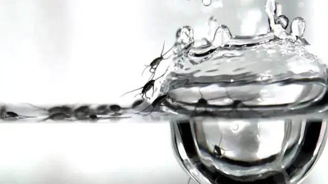 Video thumbnail for Behind the science: how heavy rain affects insects and its link to microplastics in our waters