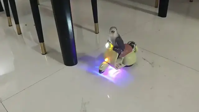 Video thumbnail for Parrot Balances on Moving Toy Scooter in Yulin, China