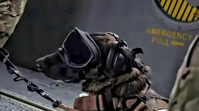 'Video thumbnail for K-9 Callie • The Only Search & Rescue Dog In The U.S. DoD'