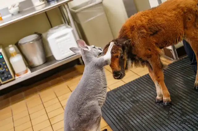 Video thumbnail for Different species, same vibe: Kangaroo, bison become besties at Six Flags