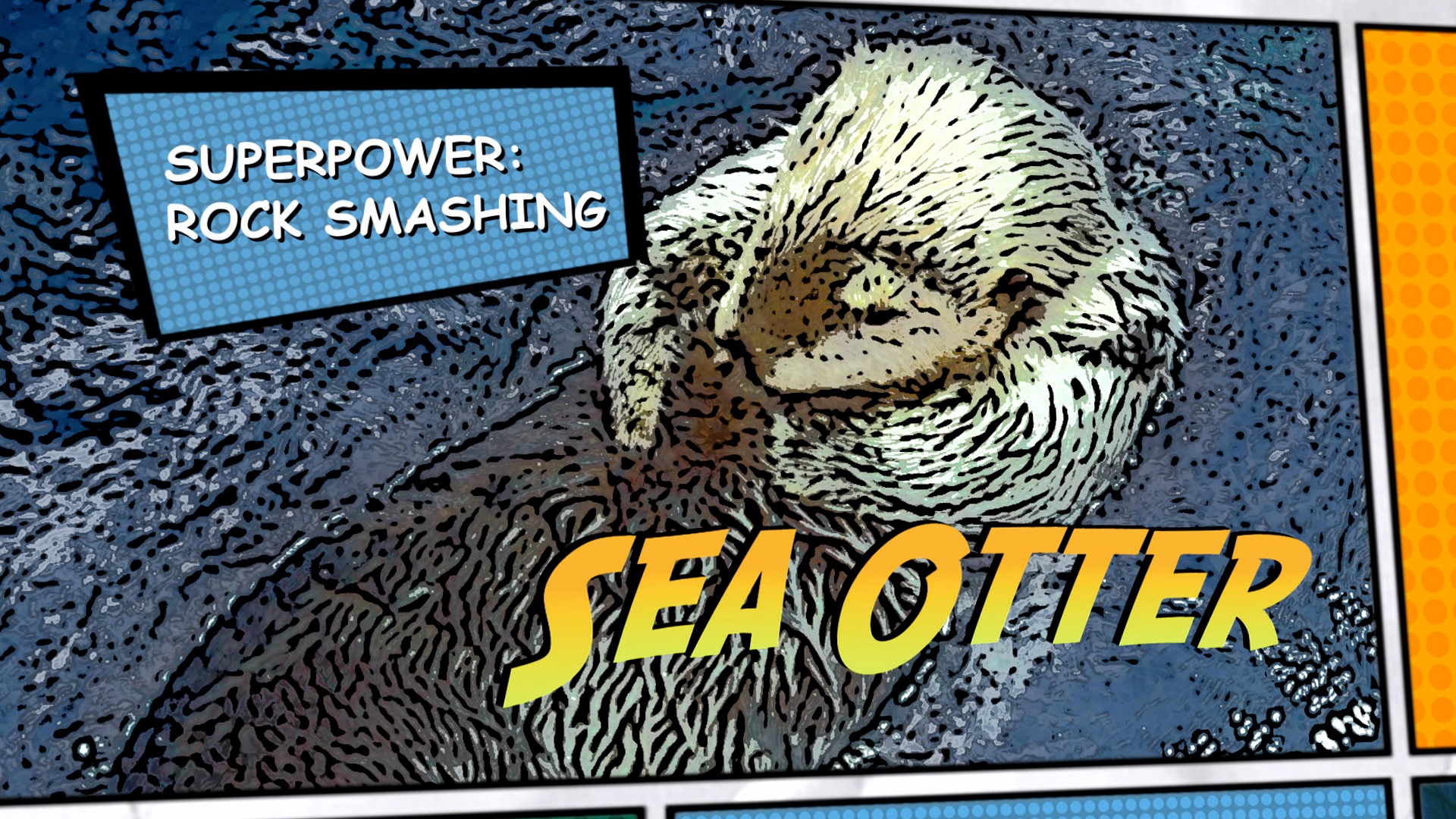 Video thumbnail for Super Animals -- Sea Otter