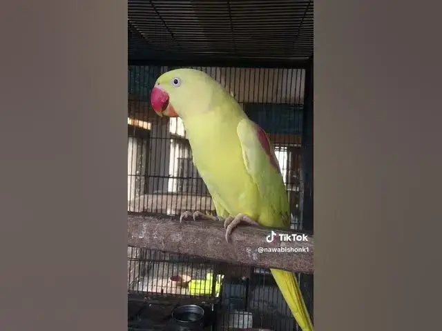 'Video thumbnail for Yellow Raw Parrot'