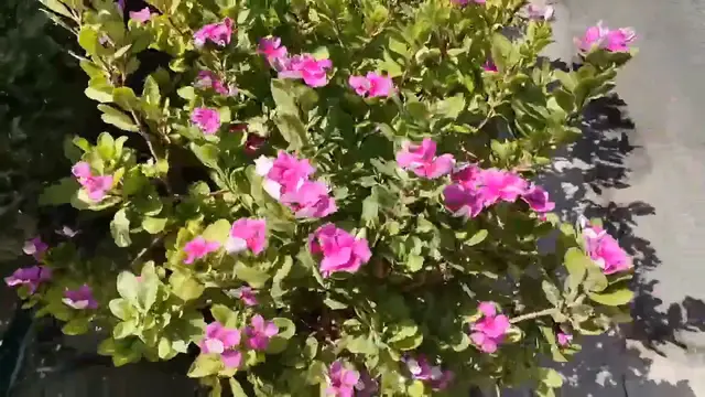 Video thumbnail for Nature (19)