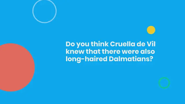 Video thumbnail for Long-haired Dalmatian: facts, price, pictures, and much more