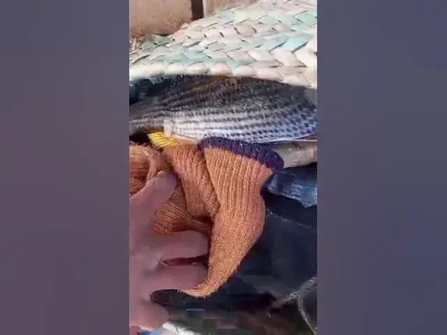 Video thumbnail for charna fishing 2026 captain #dj #cover #nttpride  #handfish #amazingfishing