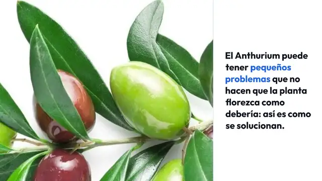 Video thumbnail for El anthurium producirá un montón de flores de esta agua, nunca se vio tan bien