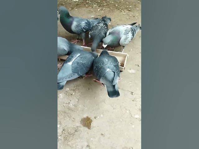 Video thumbnail for #ShayanSkybirds #RacingPigeons #ShortsFeed #Kabootar #PigeonLover #Parindey #HighFlyingPigeons