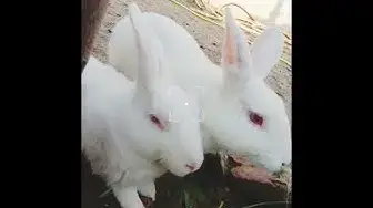 'Video thumbnail for Mere Rabby Tabby ki masti😍'