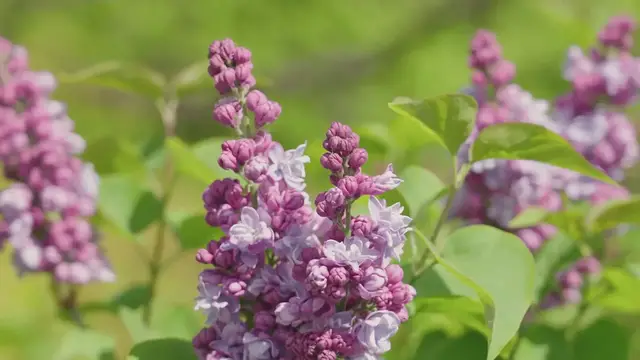 Video thumbnail for Lilac Bush