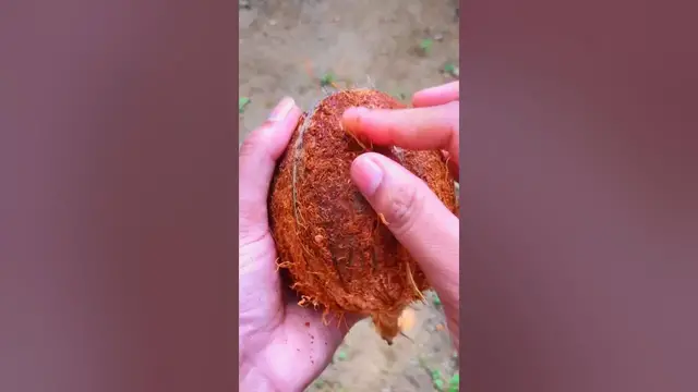 Video thumbnail for Huge difference | fantastic coconut|🥥 #shorts #coconut