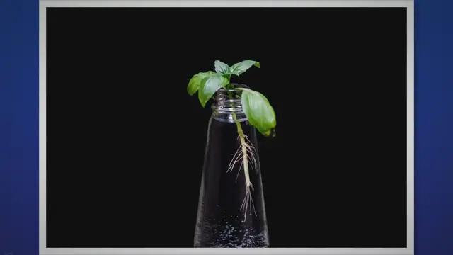 Video thumbnail for Philodendron Deja Vu Propagation: A Comprehensive Guide