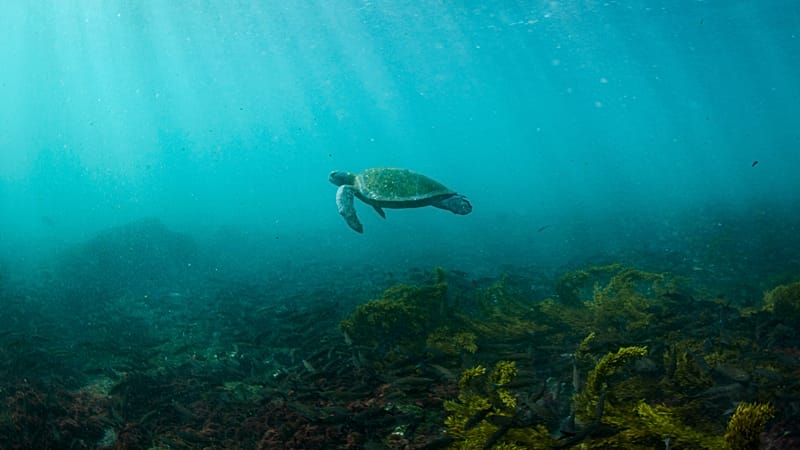 Video thumbnail for Gabon's eco-rangers battle to help threatened baby sea turtles survive