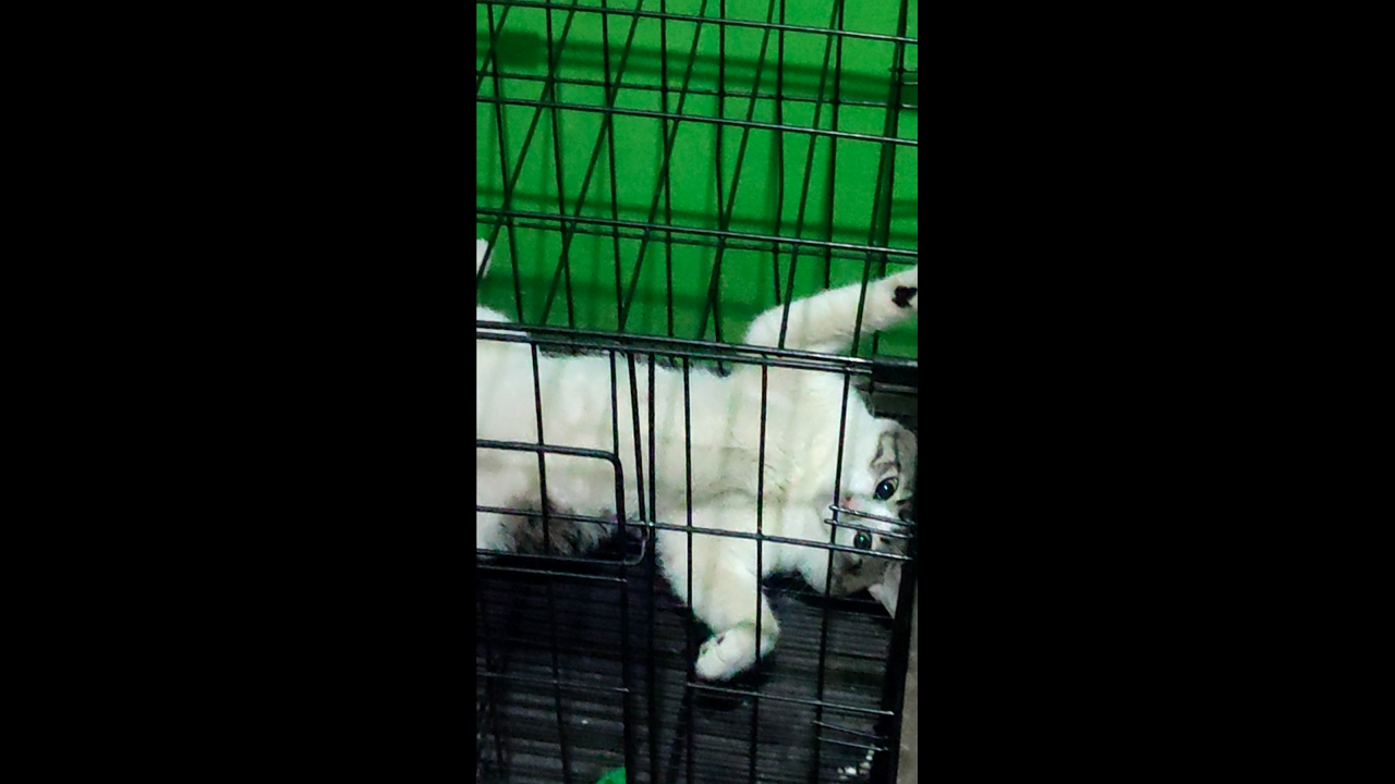 Video thumbnail for Baybay the Puspin Chills Inside Her Cage