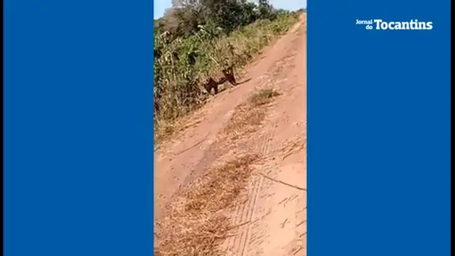 Video thumbnail for Onça é flagrada em estrada na cidade de Formoso do Araguaia