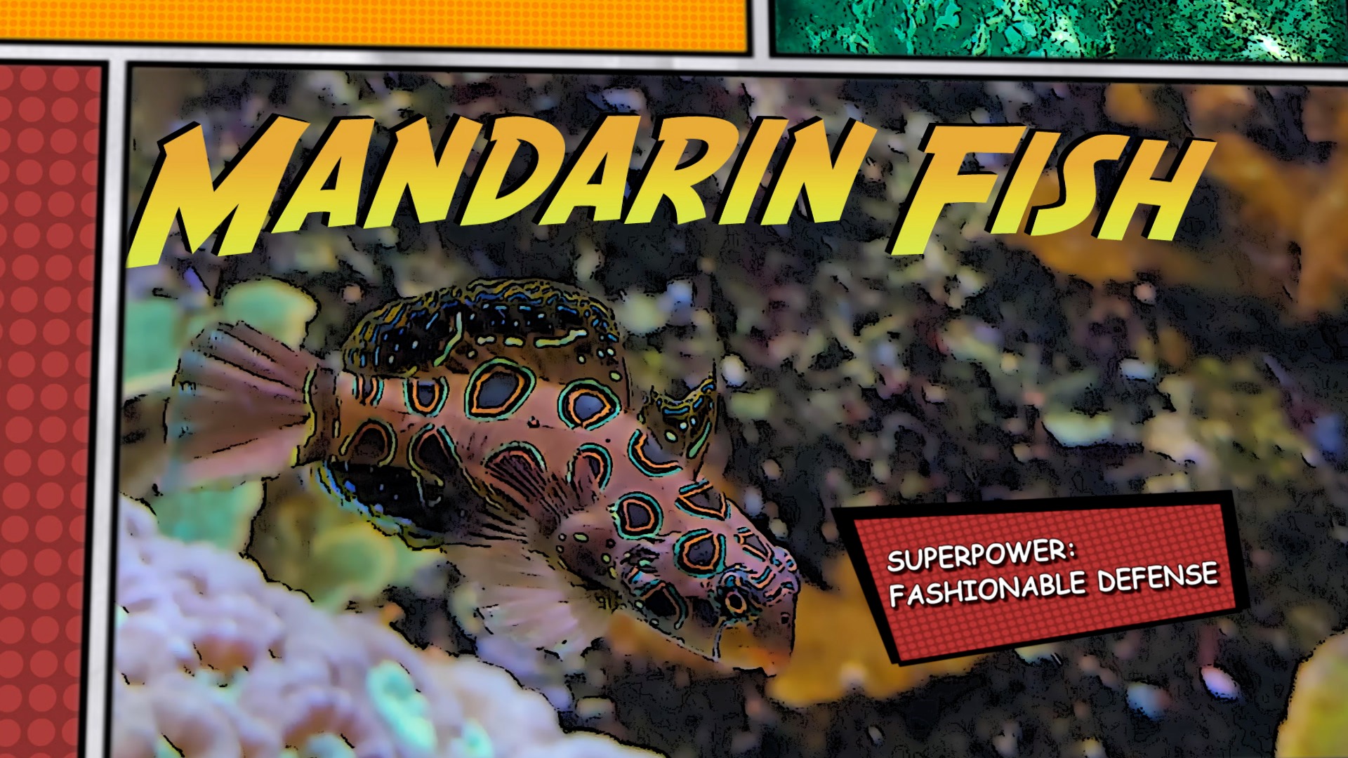 Video thumbnail for Super Animals --Mandarinfish