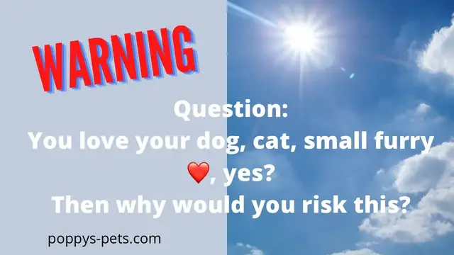 Video thumbnail for Extreme UK Heatwave 2022: Cats, Dogs, Rabbits, Guinea Pigs, Ferrets Can Overheat from 20 degrees.